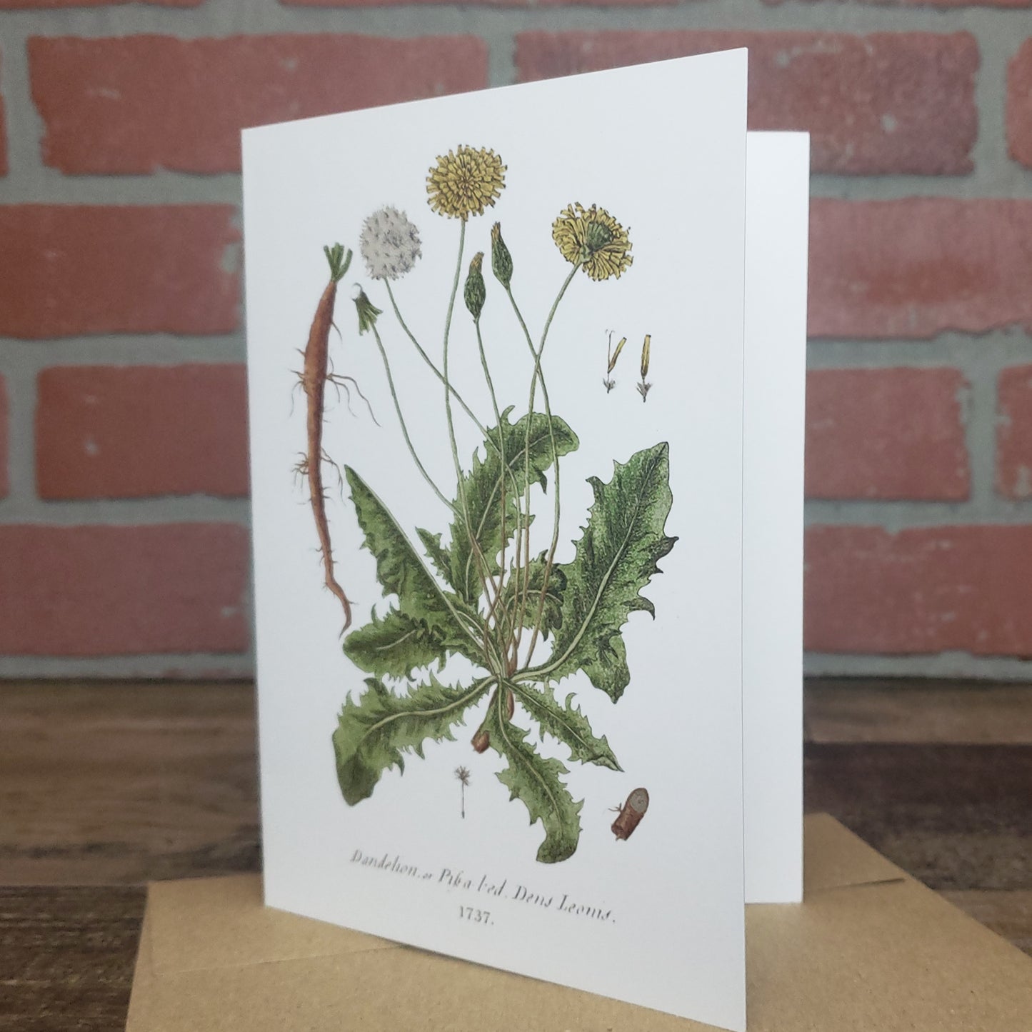 Botanical greeting card featuring vintage image of Dandelion plant by Elizabeth Blackwell c. 1737.  Designed and printed in the USA by Heart in Hand Mercantile.