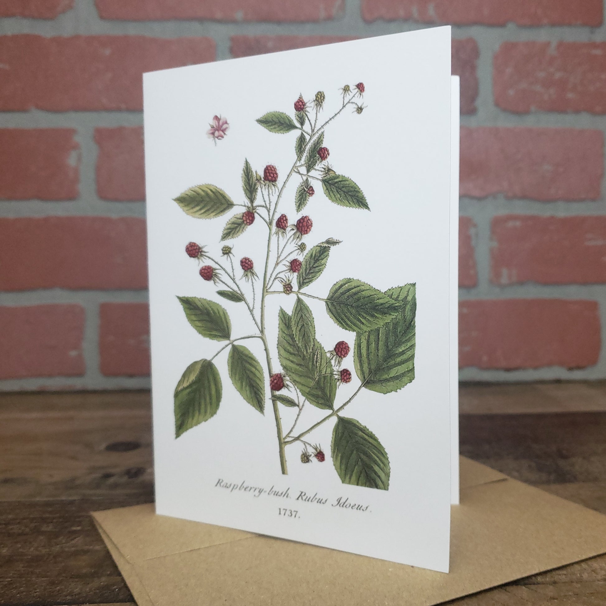 Botanical greeting card featuring vintage image of Raspberry Bush by Elizabeth Blackwell c. 1737.  Designed and printed in the USA by Heart in Hand Mercantile.