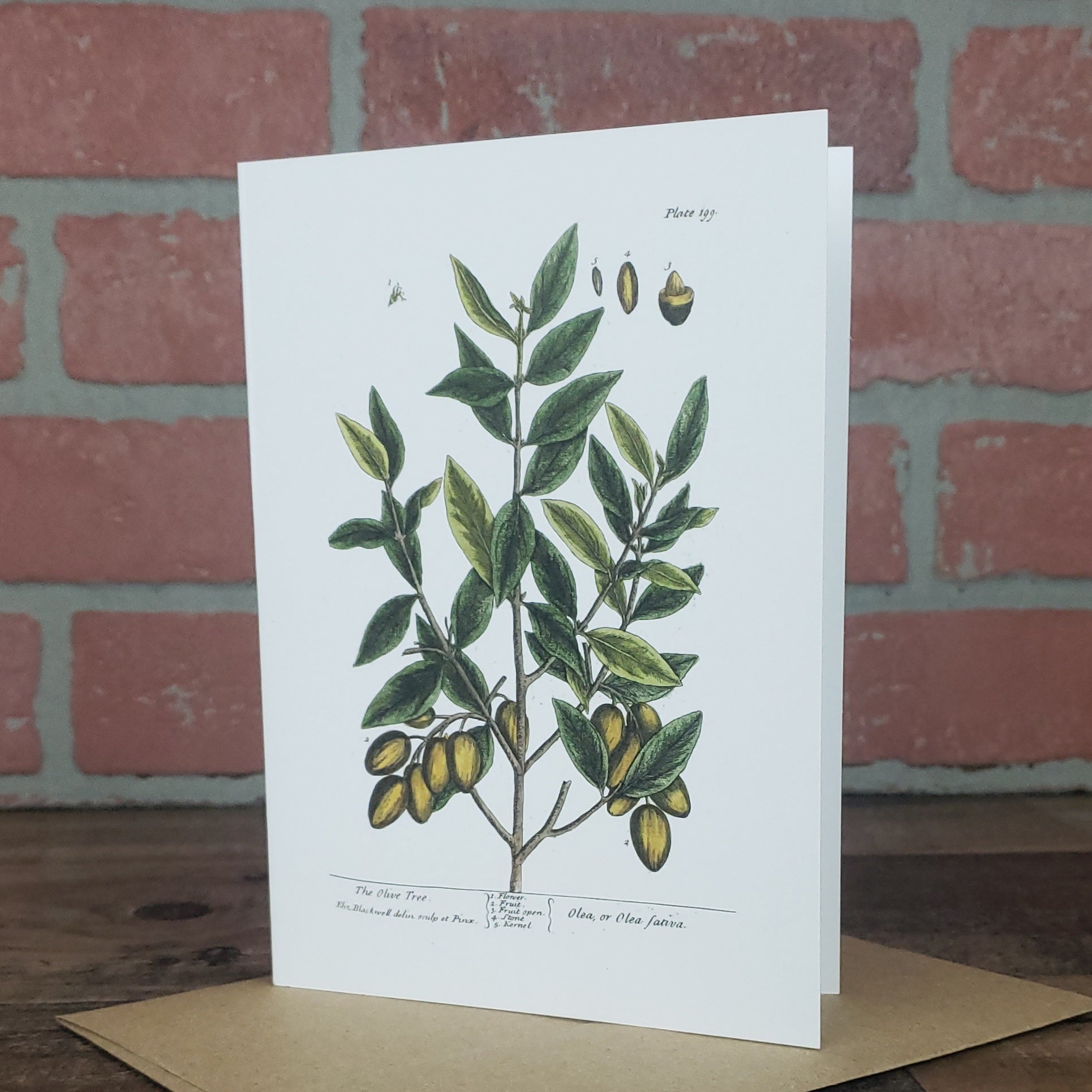 Botanical greeting card featuring vintage image Olive Tree by Elizabeth Blackwell c. 1737.  Designed and printed in the USA by Heart in Hand Mercantile.