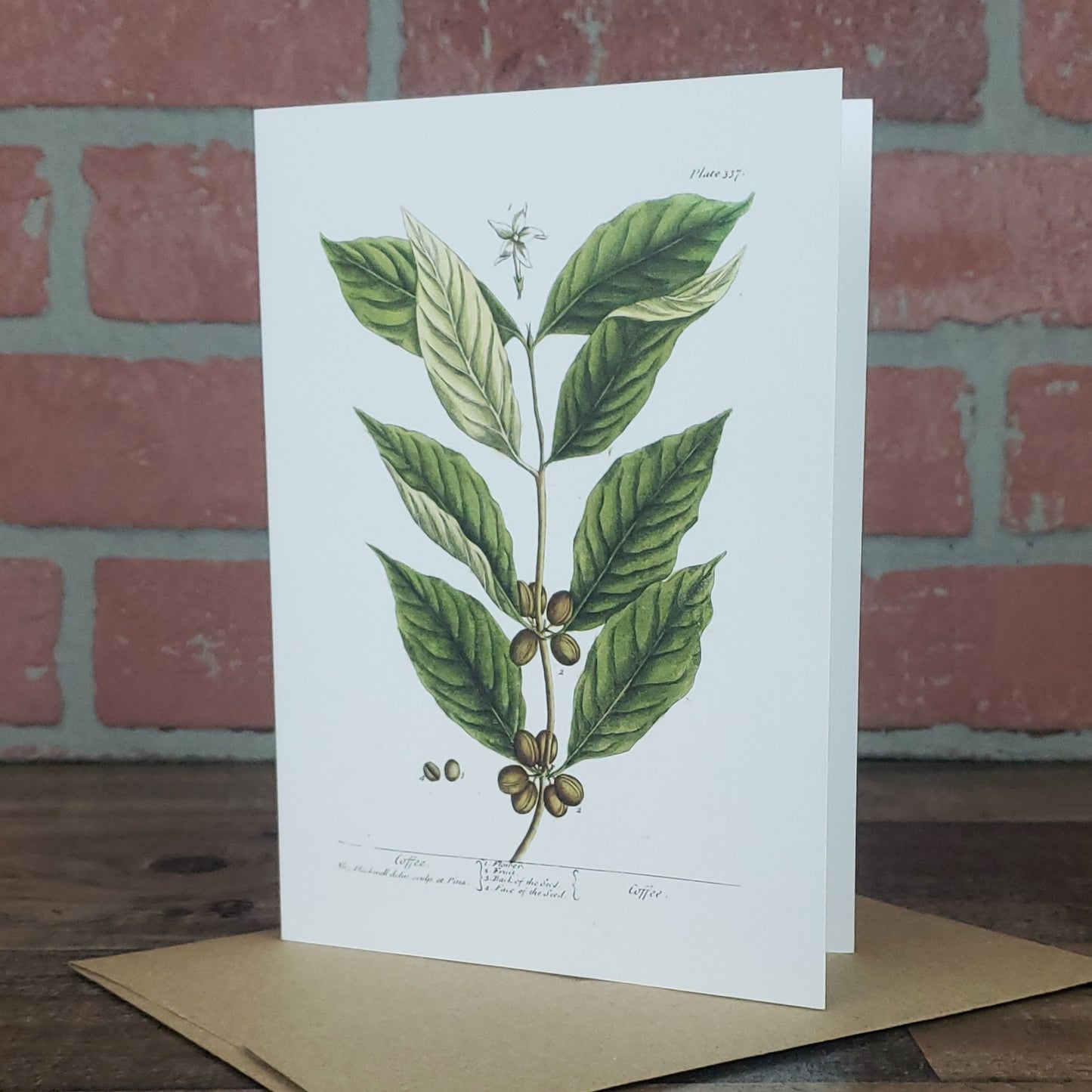 Botanical greeting card featuring vintage image of Coffee plant by Elizabeth Blackwell c. 1737.  Designed and printed in the USA by Heart in Hand Mercantile.