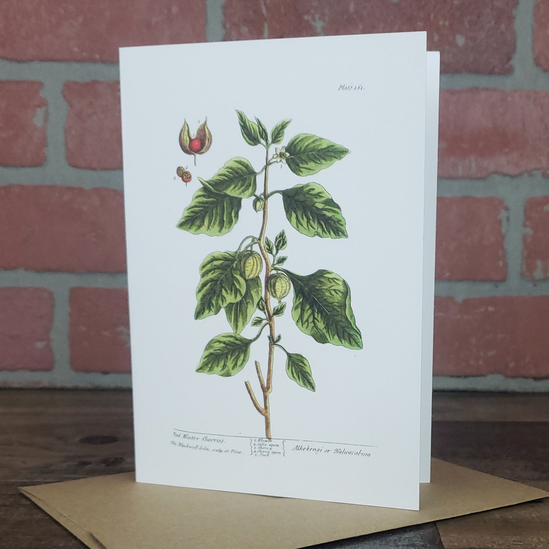 Botanical greeting card featuring vintage image Red Winter Cherries plant by Elizabeth Blackwell c. 1737.  Designed and printed in the USA by Heart in Hand Mercantile.