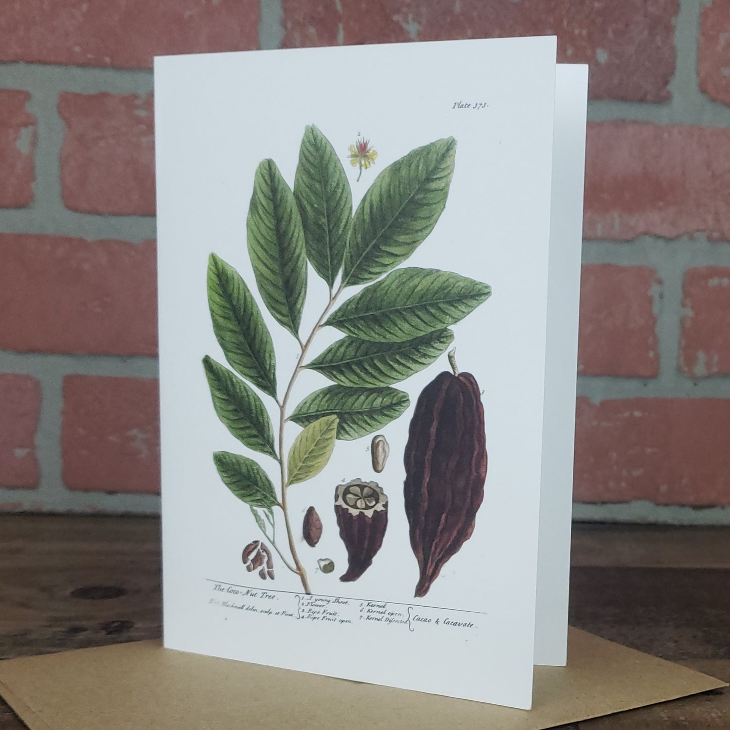 Botanical greeting card featuring vintage image Coco plant by Elizabeth Blackwell c. 1737.  Designed and printed in the USA by Heart in Hand Mercantile.