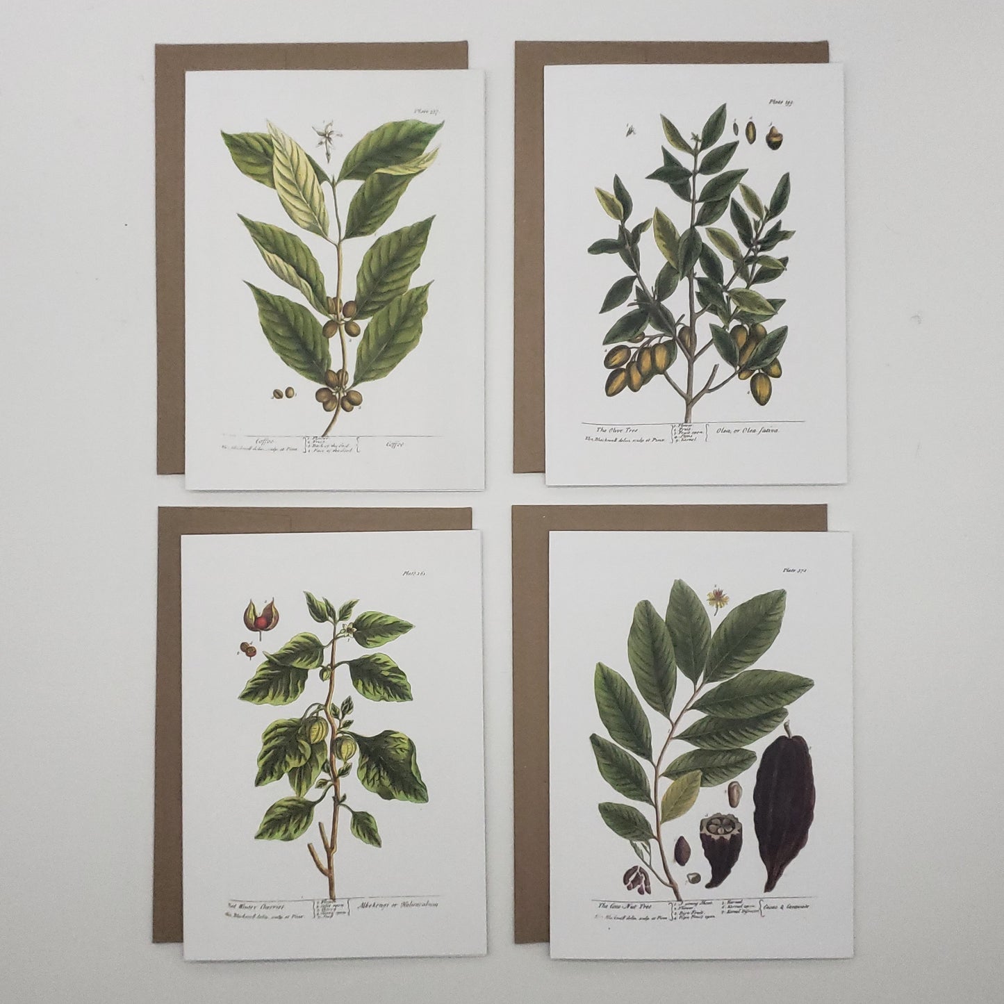 assorted botanical notecards - eight 5"x7" note cards + envelopes